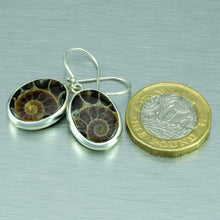 Load image into Gallery viewer, High quality, polished oval ammonite fossil silver earrings.